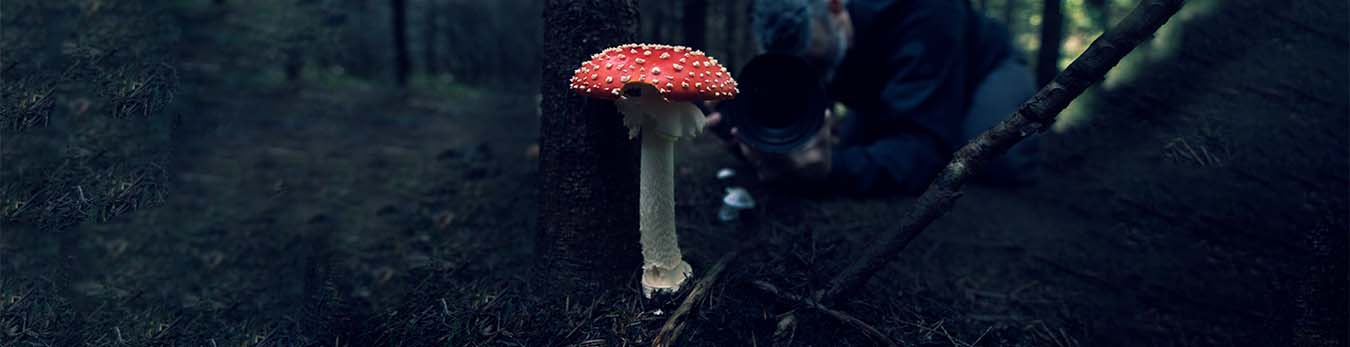 mushrooming 3