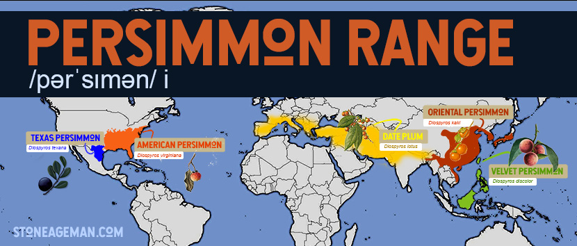 Types of perssimons. A map shows the 5 kinds of persimmons and their location. 