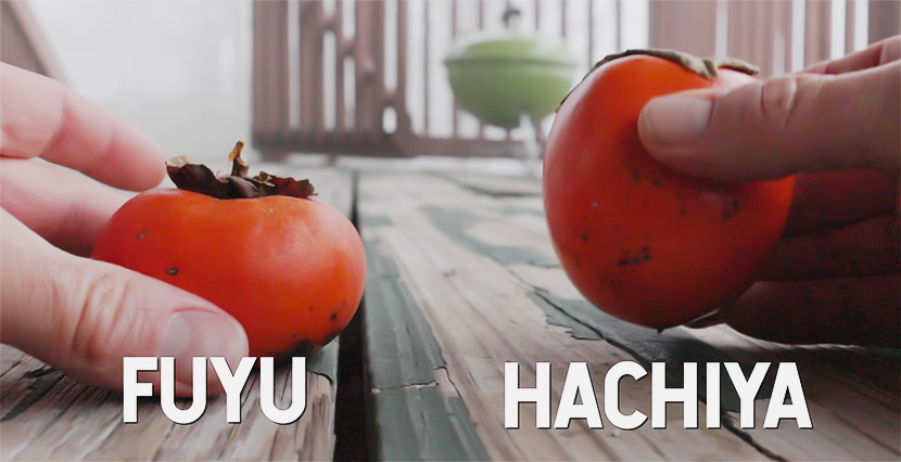 Fuyu versus Haachiya persimmons. 
The fuyu persimmons is short and round the Hachiya is tall and oblong. 