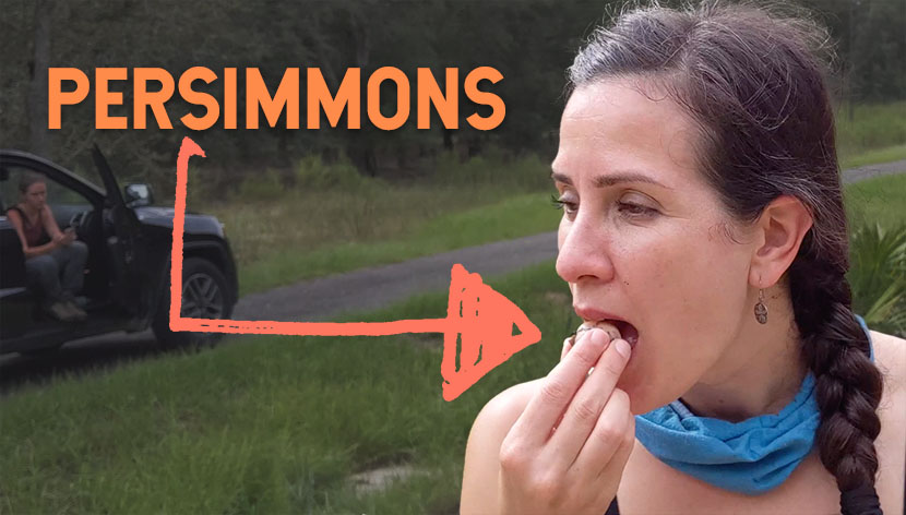 What do persimmons taste like? A women is biting into a persimmons fruit