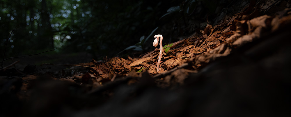 indian pipe
