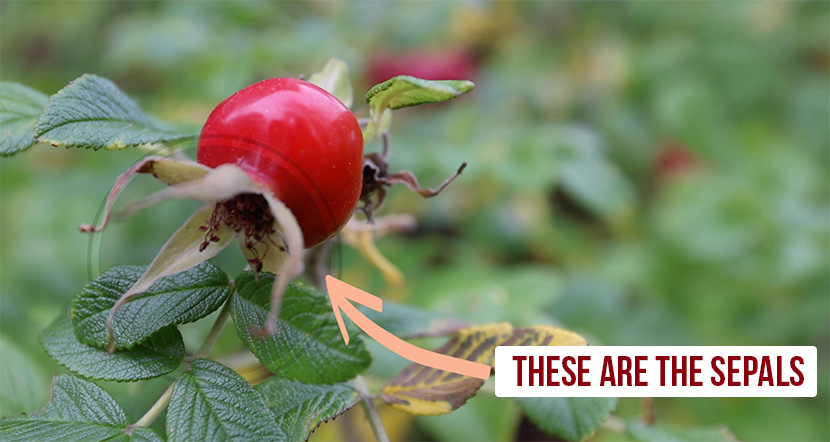 Are Rose Hips Good For You? Everything You Need to Know About How To Eat Rose Hips Safely