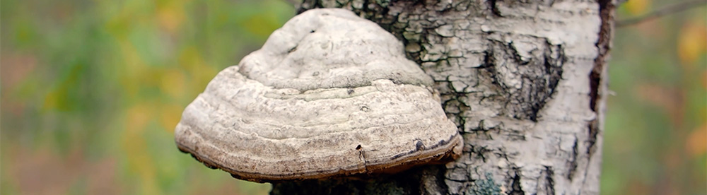 Hoof fungus 6