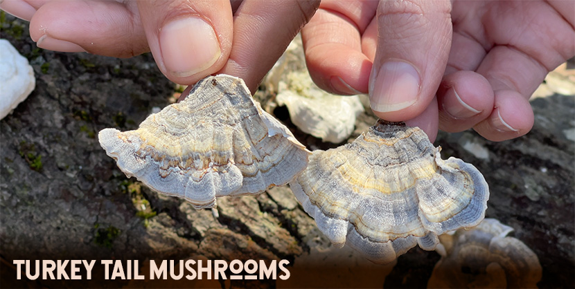 Fungi Support: Top 5 Best Mushrooms for Mental Health – HerbEra