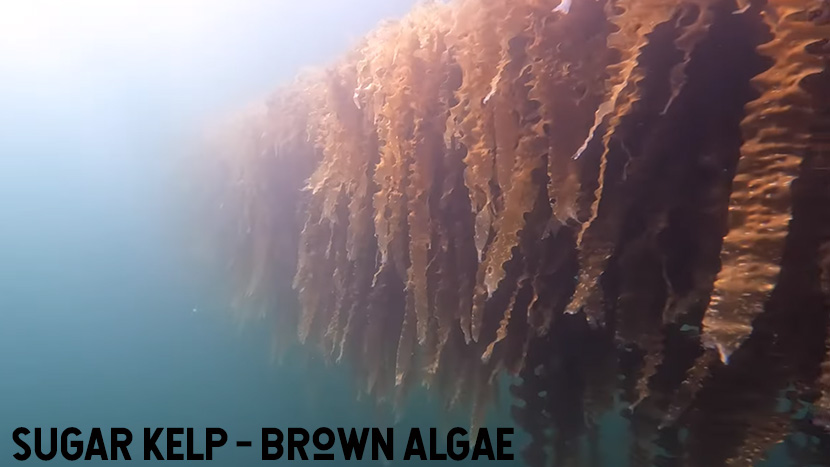 Sugar kelp in the water. You can eat algae