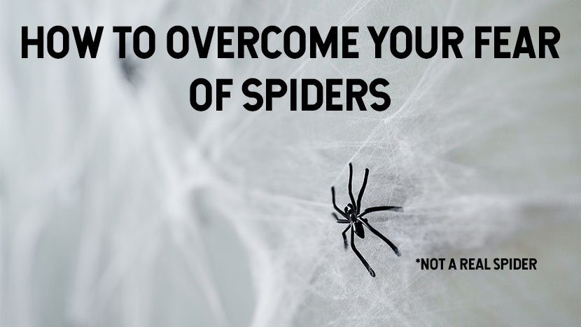 HOW TO OVERCOME YOUR FEAR OF SPIDERS