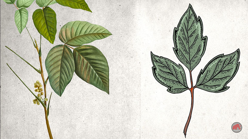 Leaves of Three, Let It Be: How to Identify Poison Ivy, Homegrown