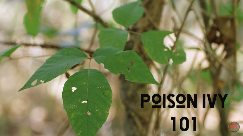 Poison Ivy 101 - Untamed Science