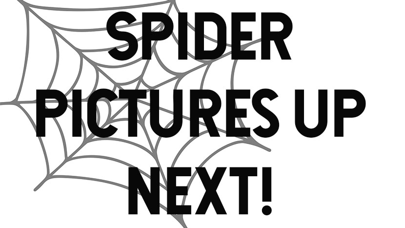 spider pictures up next. Warning for fear of spiders