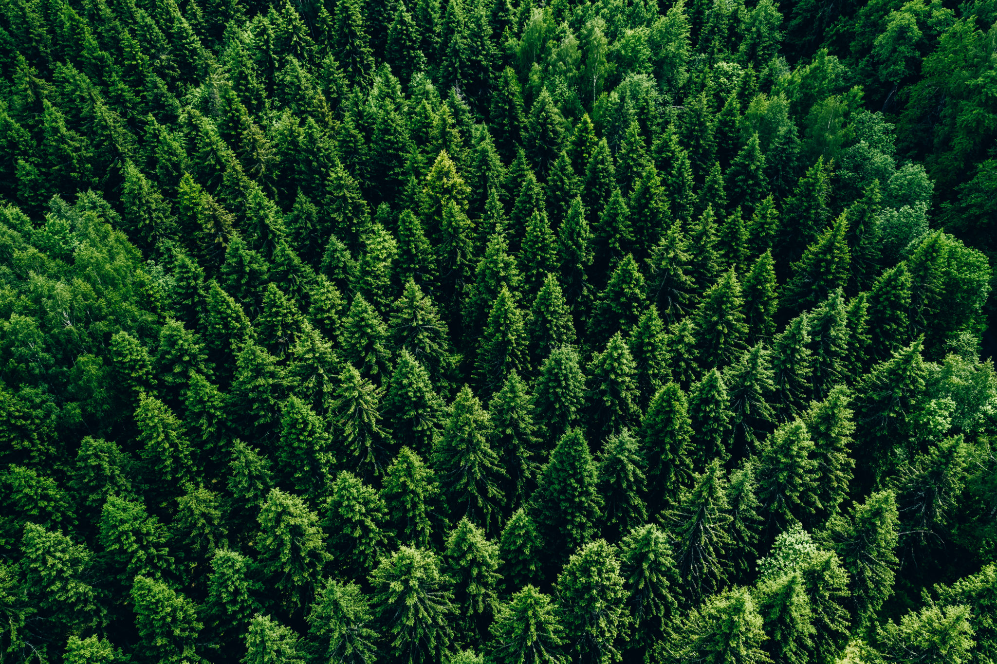 Why Europe's Trees are Dying Stone Age Man