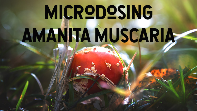 microdosing_amanita_muscaria