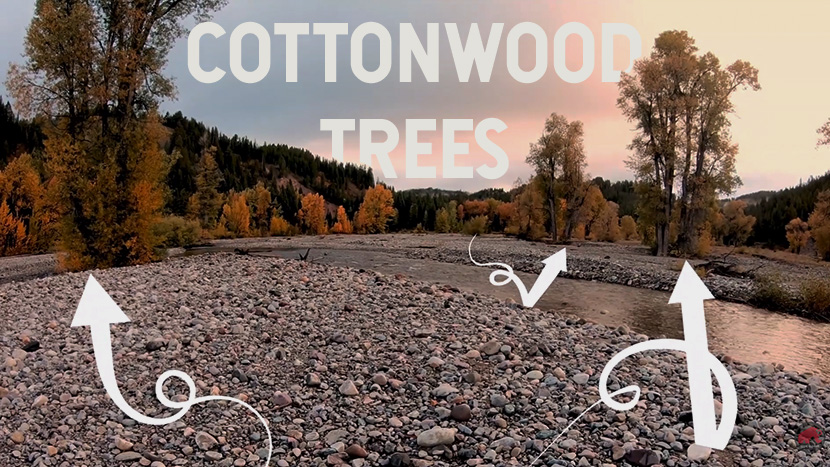 Uses_for_cottonwoods