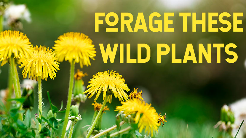forage_wild_plants_to_eat