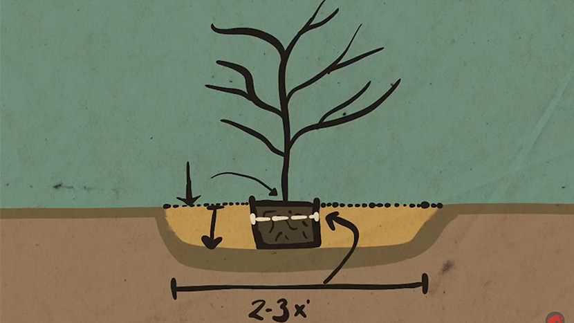 A drawing showing how to plant a tree. The hole is 2-3 times the width of the original pot and the base of the tree lines up with the ground.  