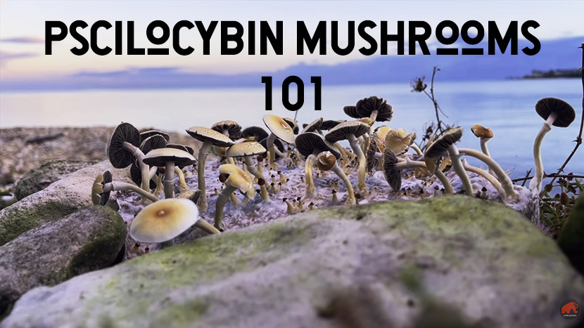 Psilocybin_mushrooms_thumbnail