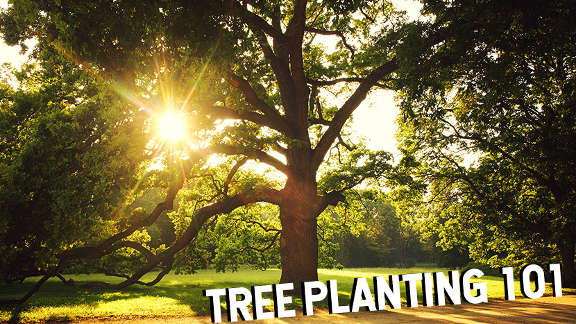 TREE_PLANTING_HOW_TO