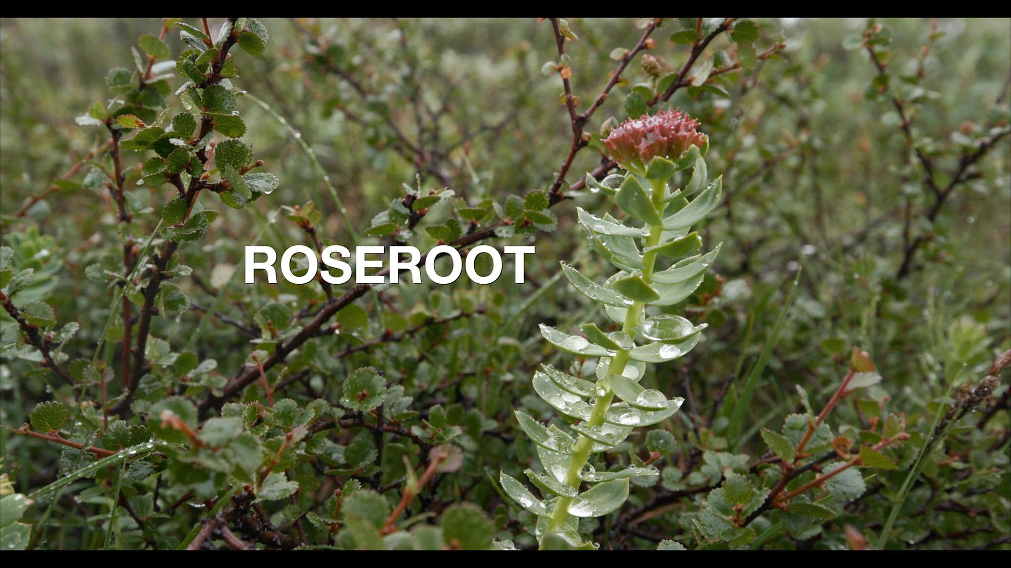 Roserootee web