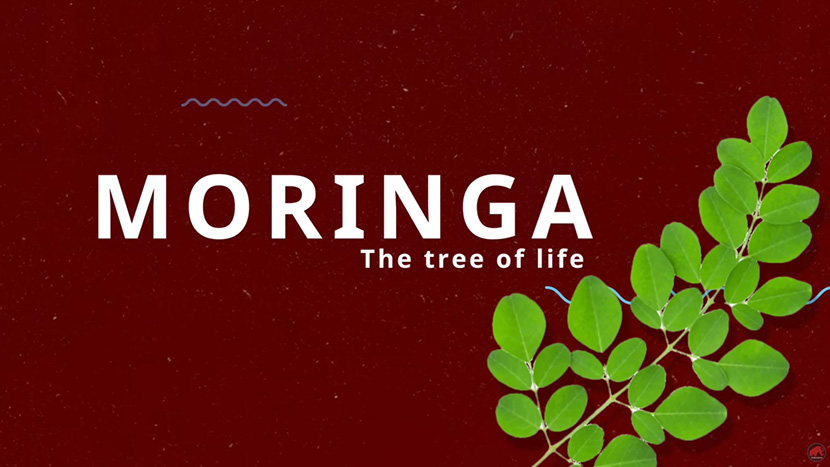 moringa tree of life