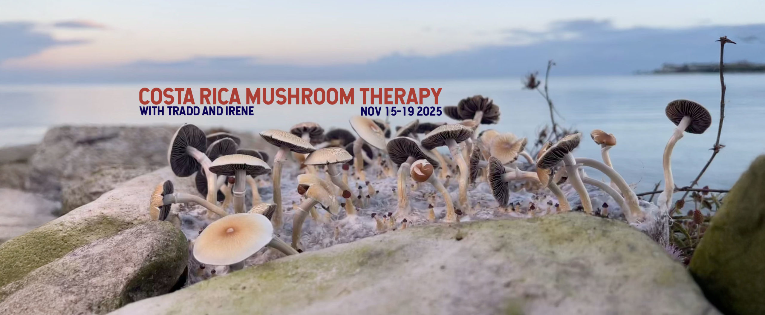 COSTA RICA MUSHROOM